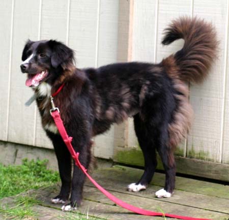 This is me on my first day with GLBCR.  See how awful my coat was?  I do have a glorious tail though, don't I?